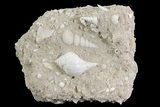 Eocene Fossil Gastropods (Globularia & Sigmesalia) - Damery, France #73826-1